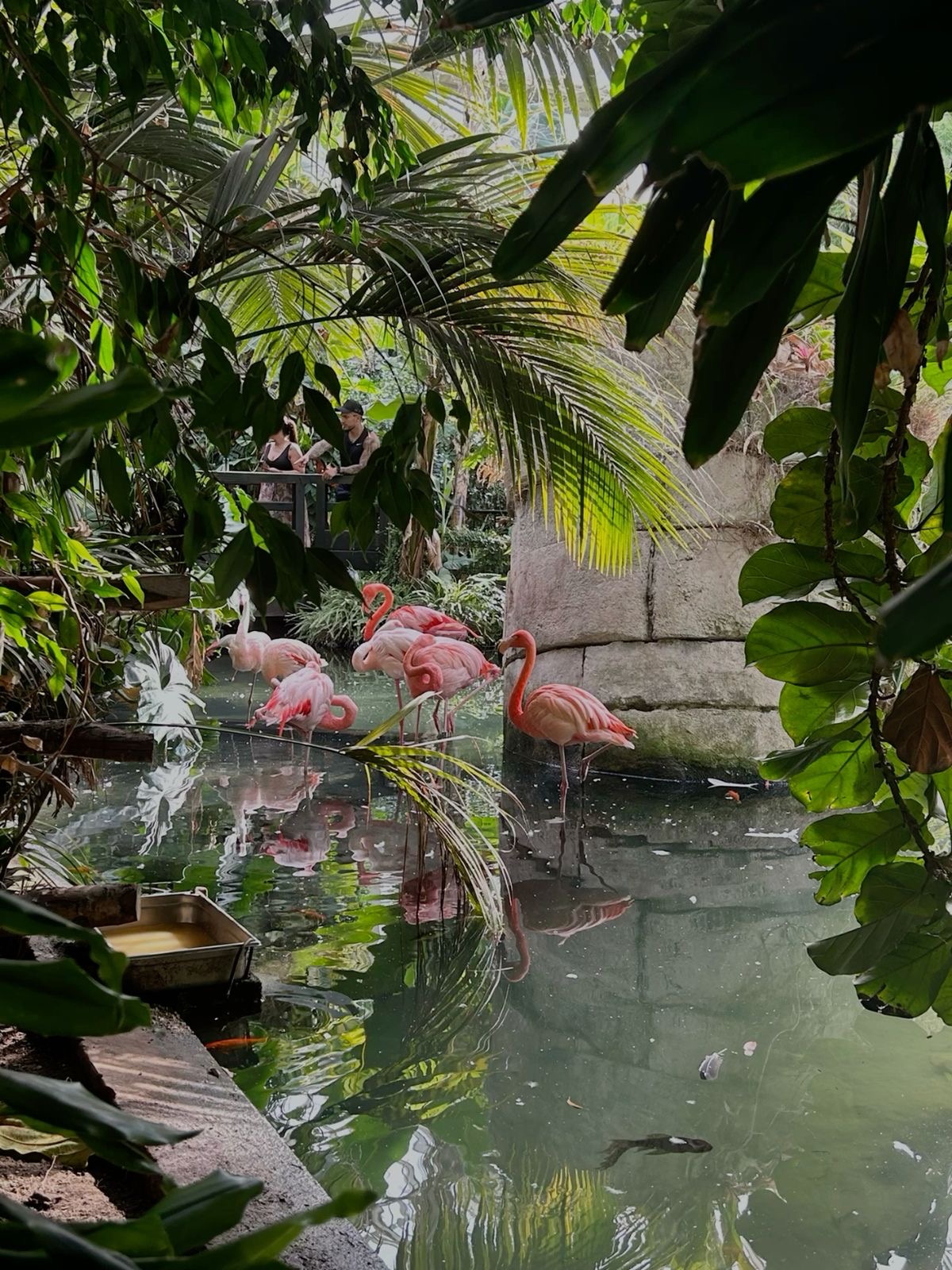 Chain Bridge - A Symbol of Unity in Budapest’s History 5 Parc Phoenix, Nice